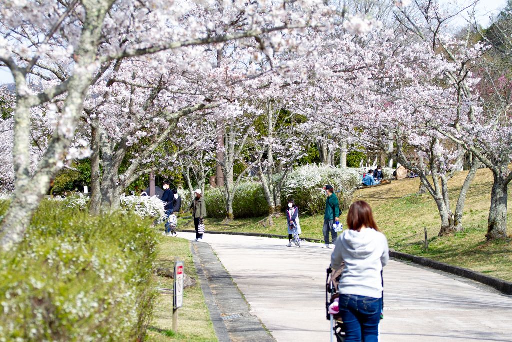 2022年鏡山公園の桜